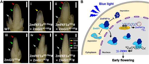 天载配资  博士毕业于四川农业大学，四川农大副教授以第一作者身份在国际权威期刊上发表研究论文